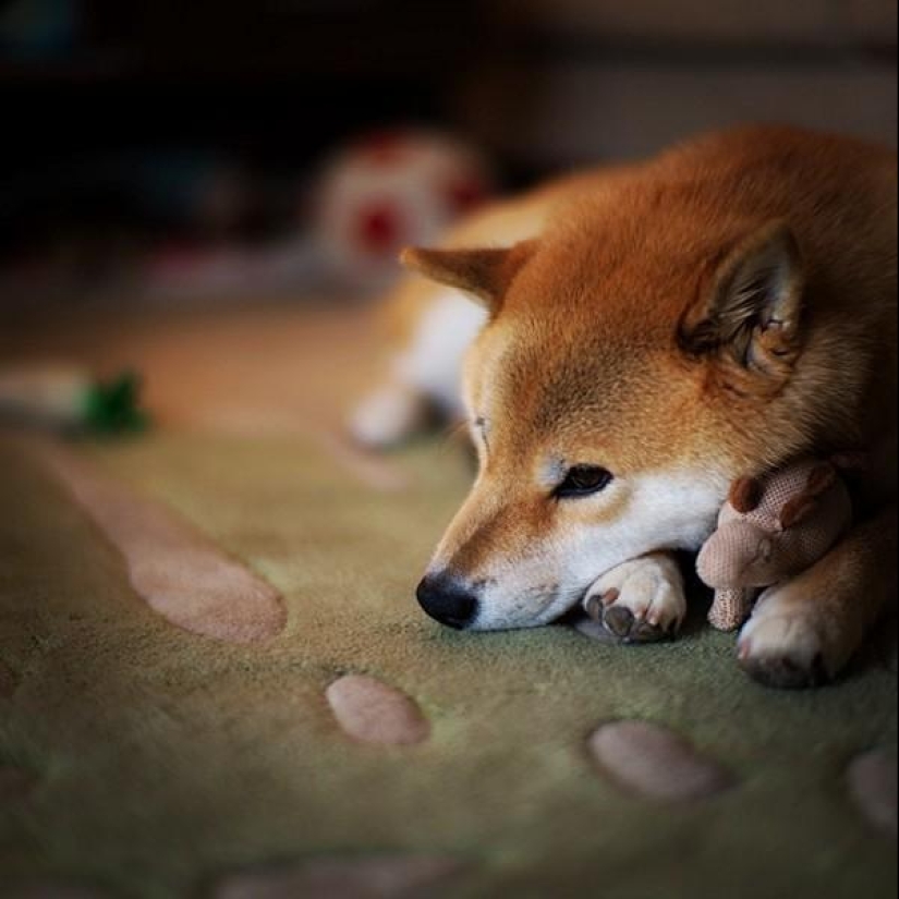 Cute dog Marutaro Cute dog Marutaro