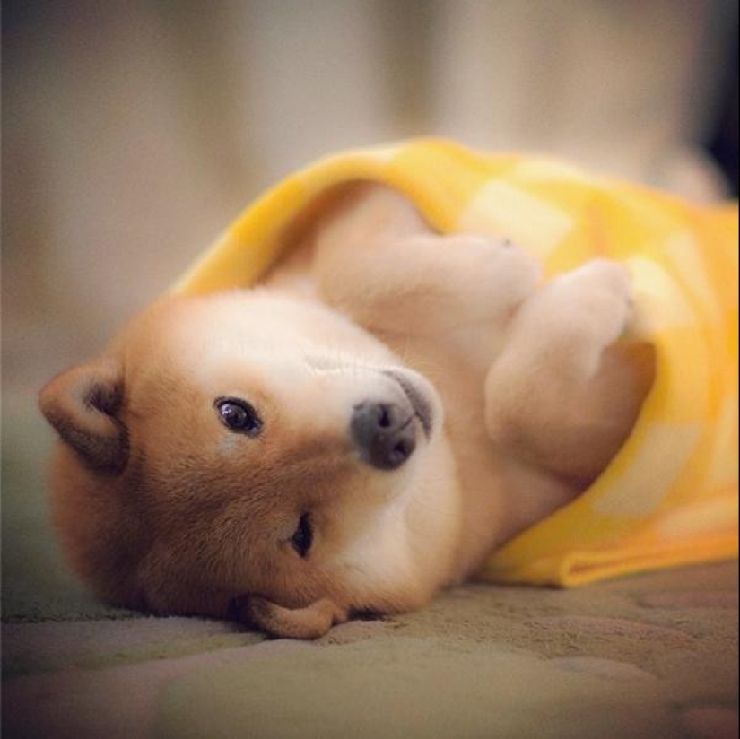 Cute dog Marutaro Cute dog Marutaro