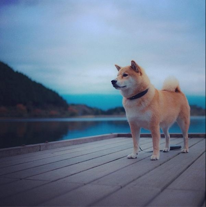 Cute dog Marutaro Cute dog Marutaro