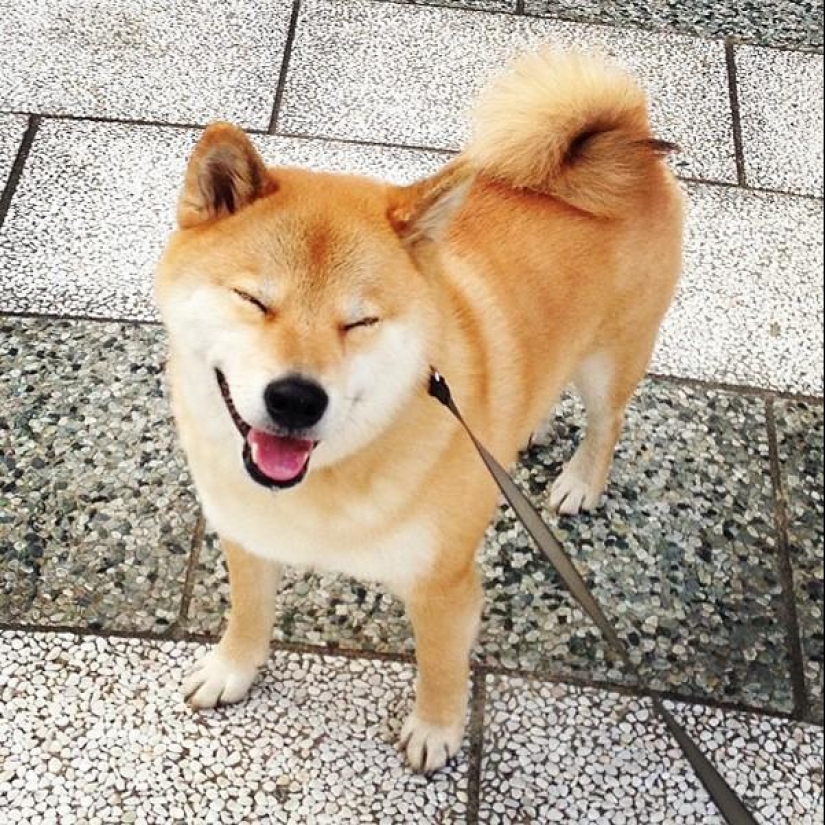 Cute dog Marutaro Cute dog Marutaro