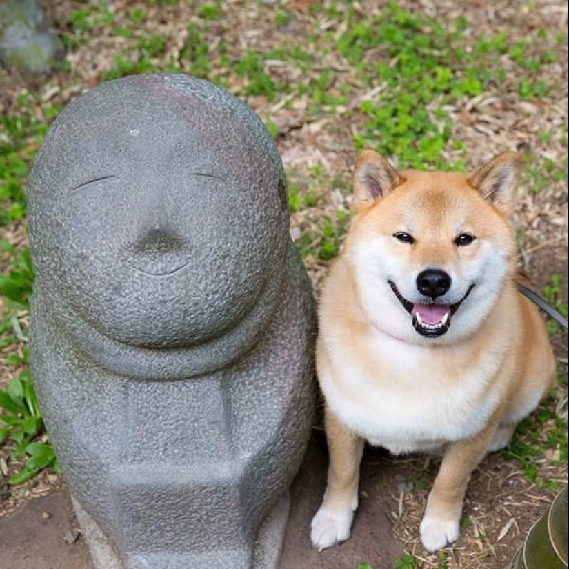 Cute dog Marutaro Cute dog Marutaro