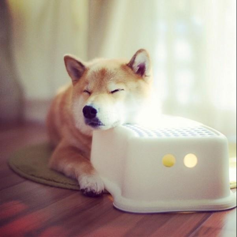 Cute dog Marutaro Cute dog Marutaro