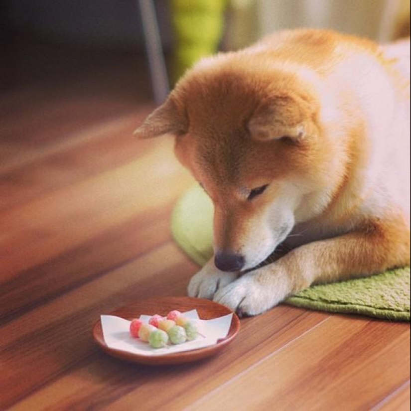 Cute dog Marutaro Cute dog Marutaro