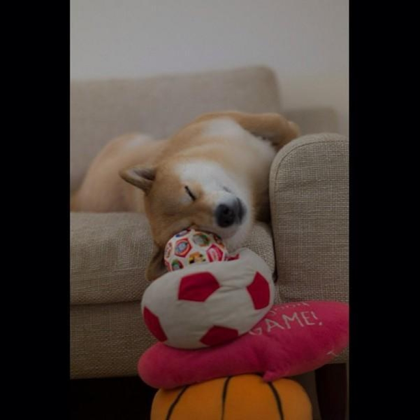 Cute dog Marutaro Cute dog Marutaro