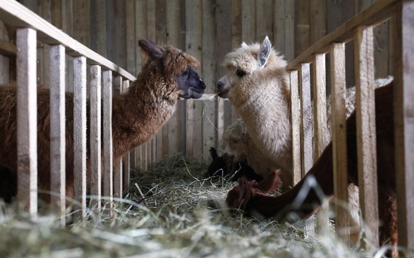 Día de la Esquila de Alpaca en Alemania Día de la Esquila de Alpaca en Alemania