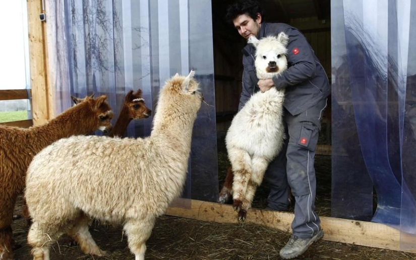 Día de la Esquila de Alpaca en Alemania Día de la Esquila de Alpaca en Alemania