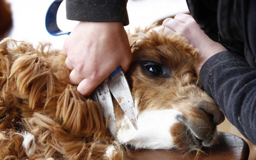 Día de la Esquila de Alpaca en Alemania Día de la Esquila de Alpaca en Alemania