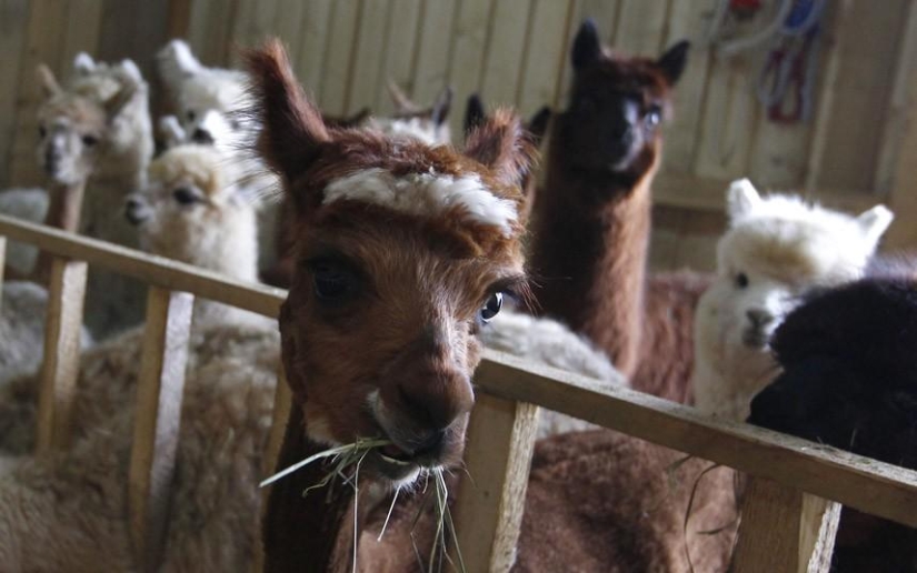 Día de la Esquila de Alpaca en Alemania Día de la Esquila de Alpaca en Alemania