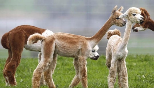 Día de la Esquila de Alpaca en Alemania