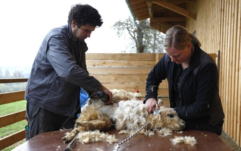 Día de la Esquila de Alpaca en Alemania Día de la Esquila de Alpaca en Alemania