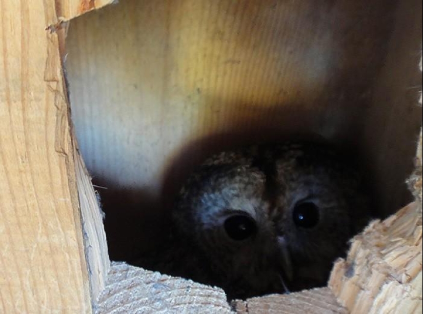 Día de primavera en el pueblo ruso