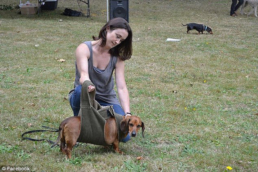 Dachshund que perdió 22 kg