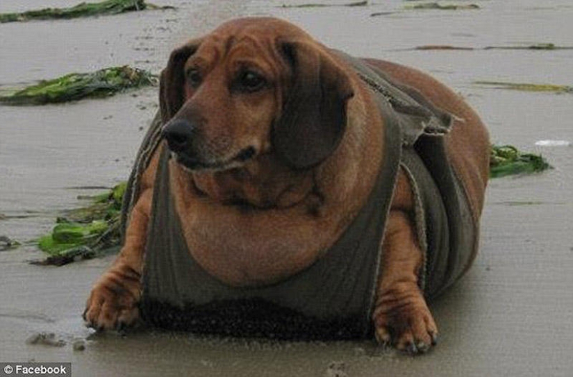 Dachshund que perdió 22 kg