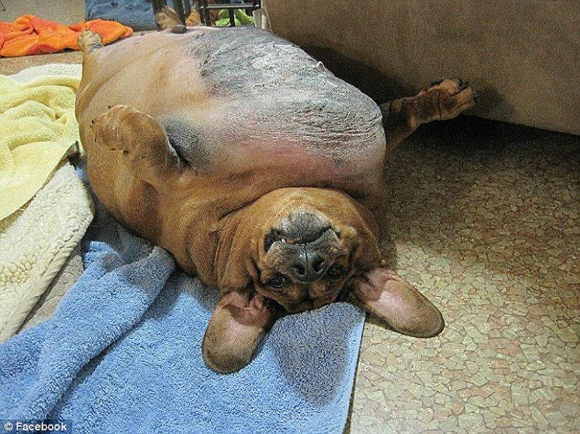 Dachshund que perdió 22 kg