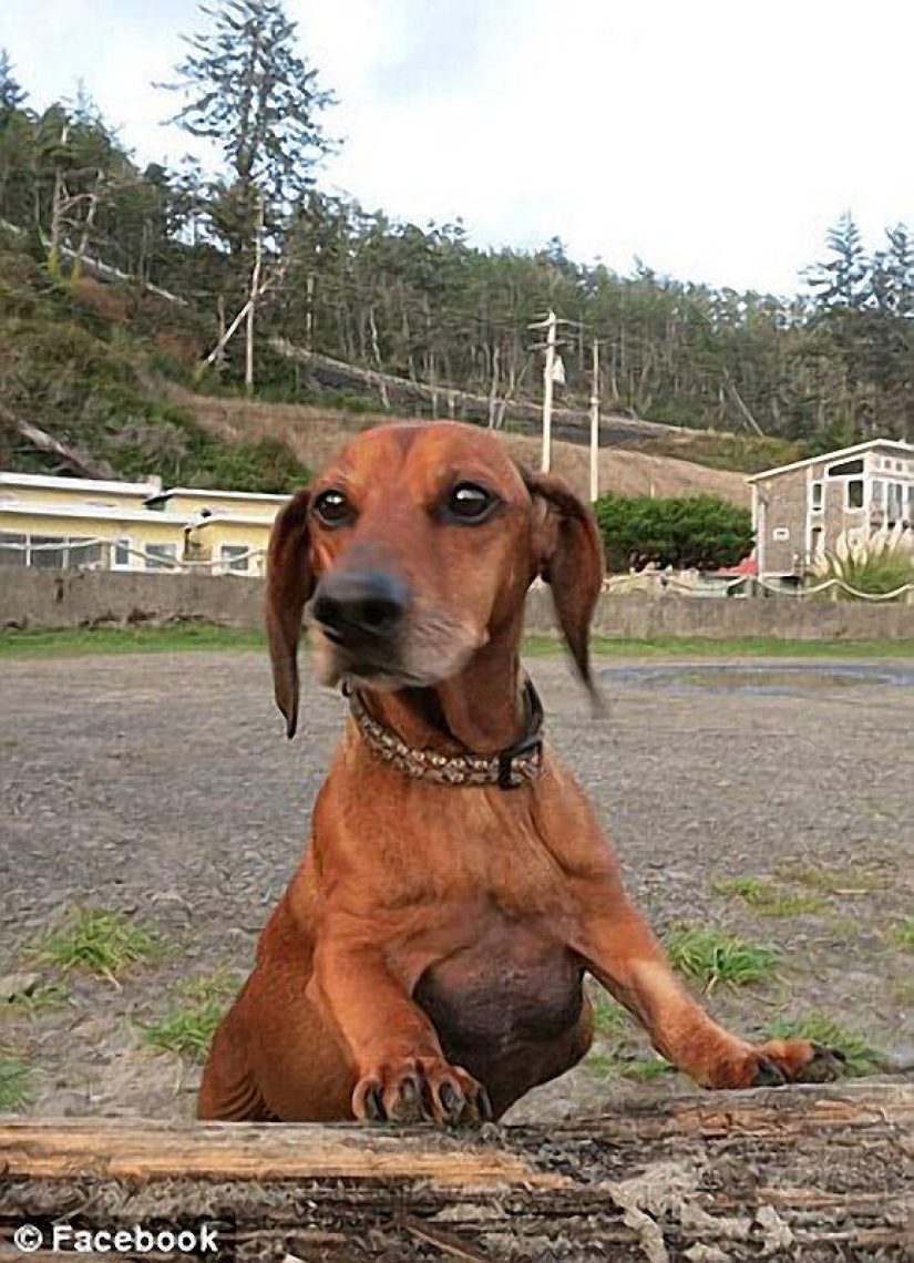 Dachshund que perdió 22 kg