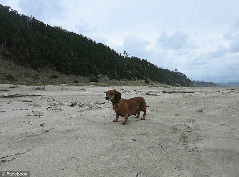 Dachshund que perdió 22 kg