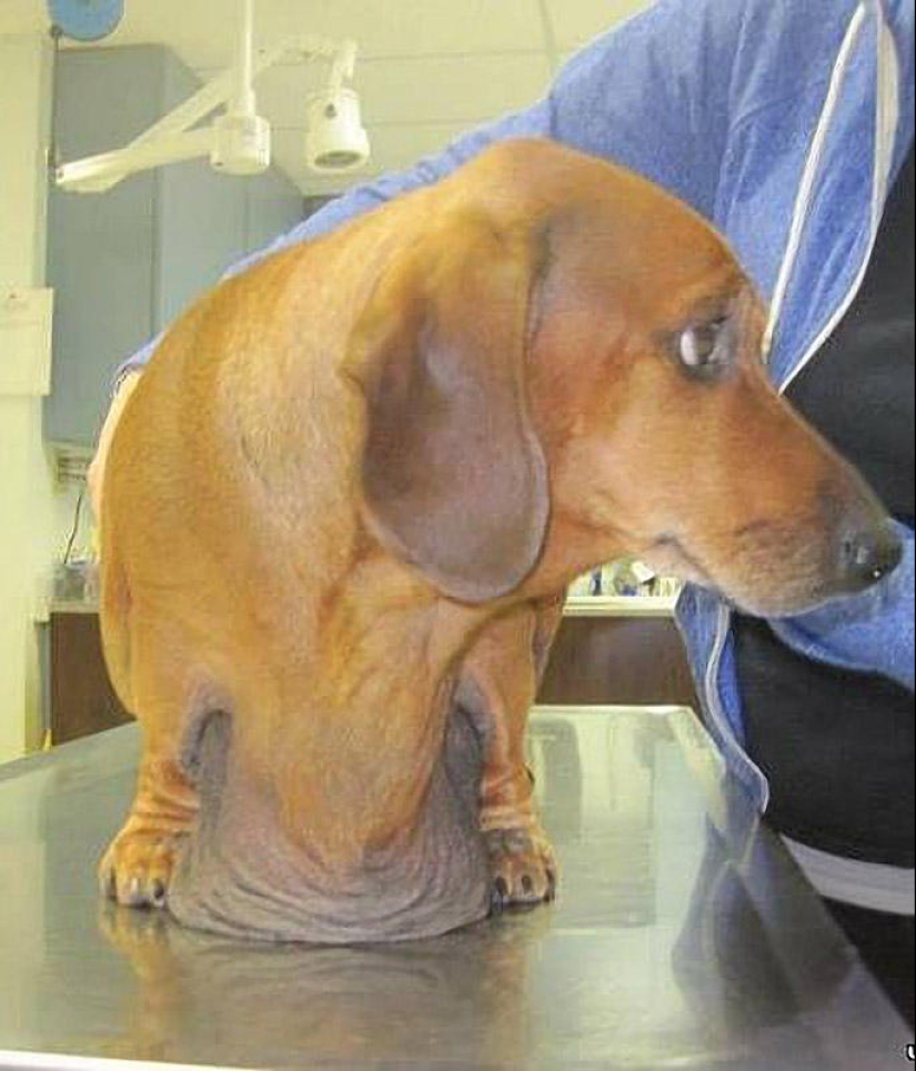 Dachshund que perdió 22 kg
