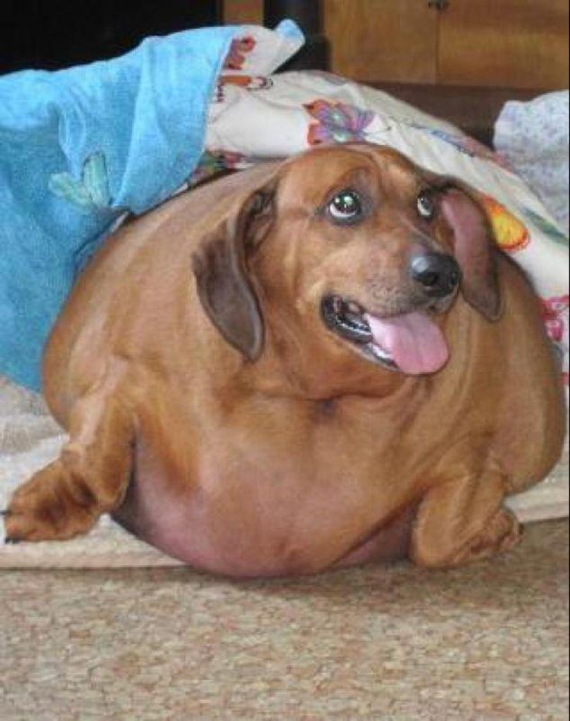 Dachshund who lost 22 kg Dachshund who lost 22 kg