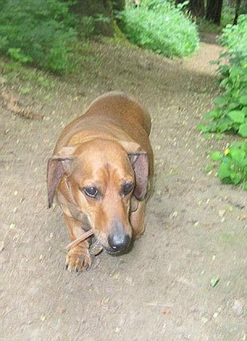 Dachshund who lost 22 kg Dachshund who lost 22 kg