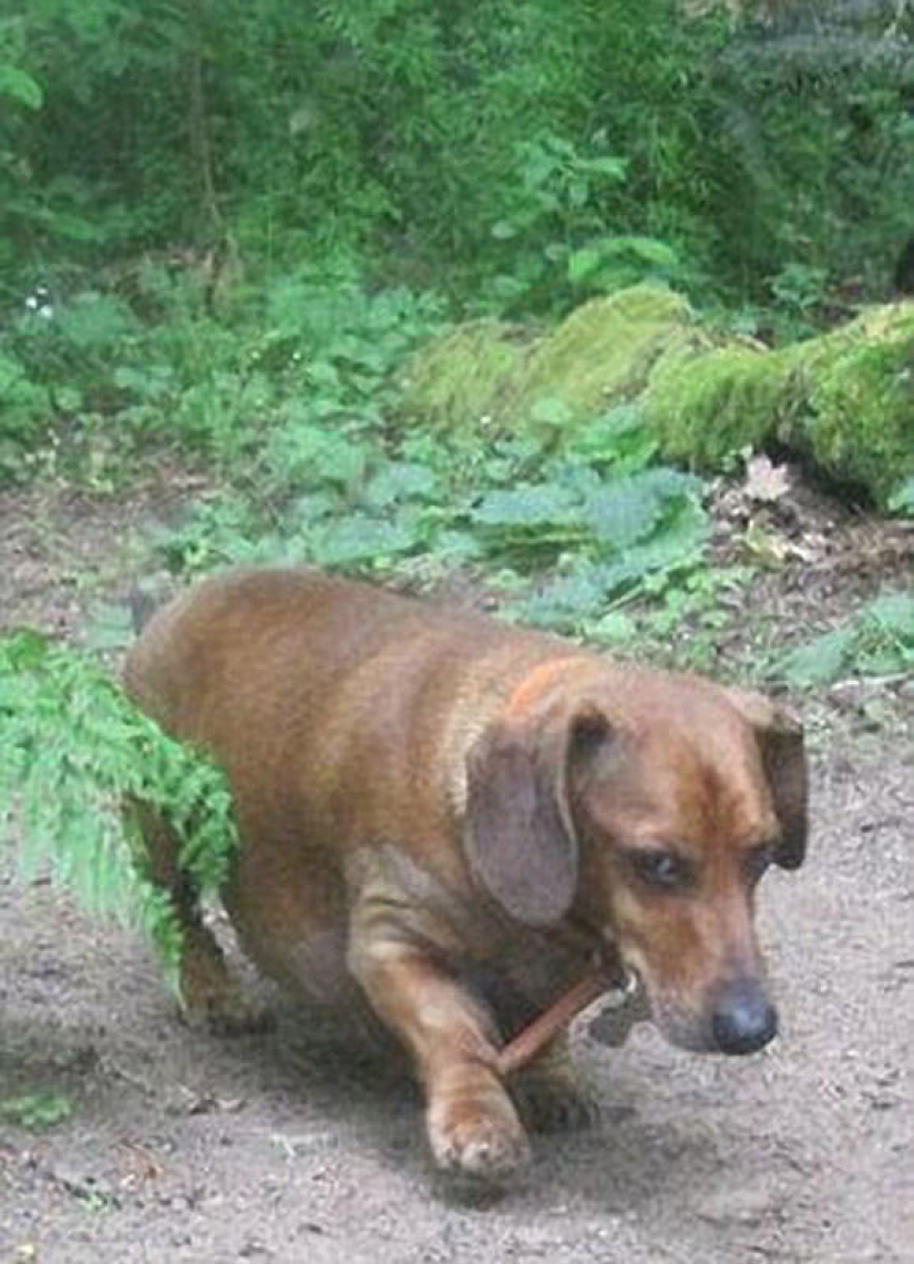 Dachshund who lost 22 kg Dachshund who lost 22 kg