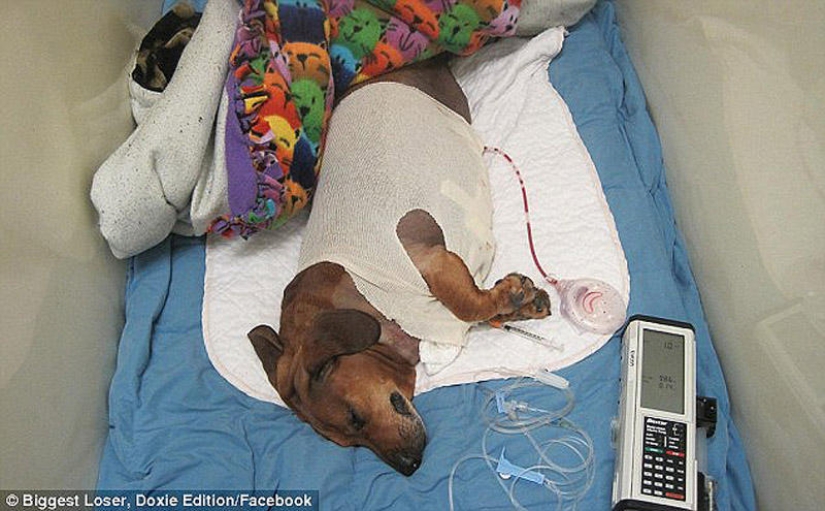 Dachshund who lost 22 kg Dachshund who lost 22 kg
