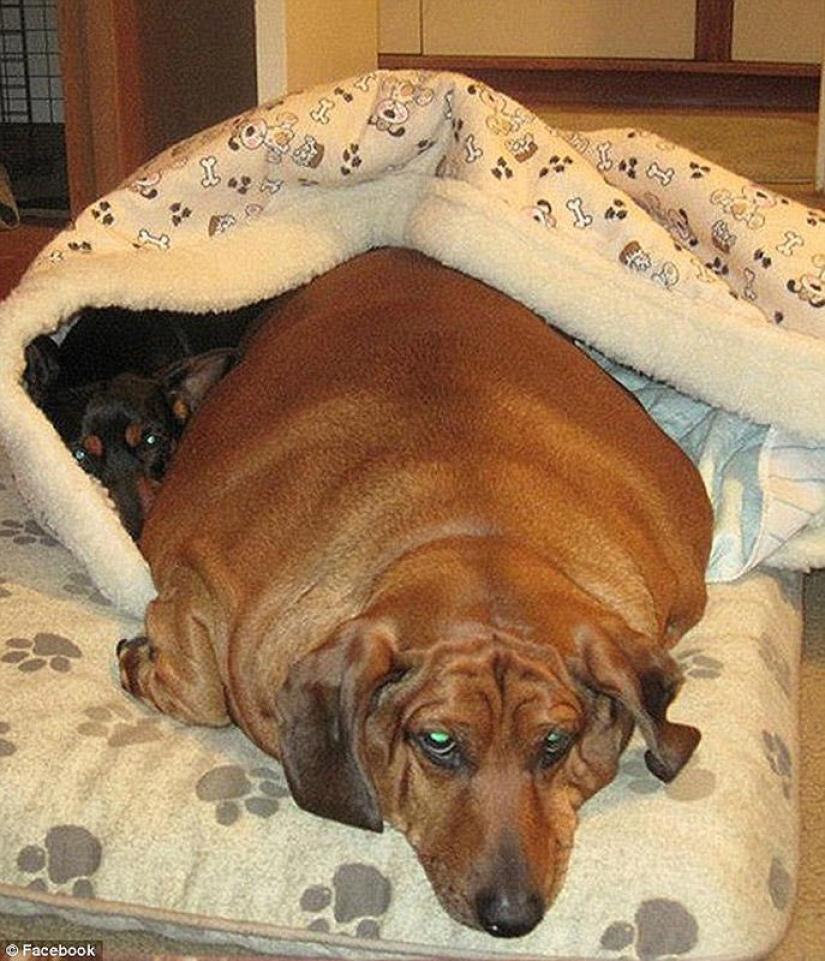 Dachshund who lost 22 kg Dachshund who lost 22 kg