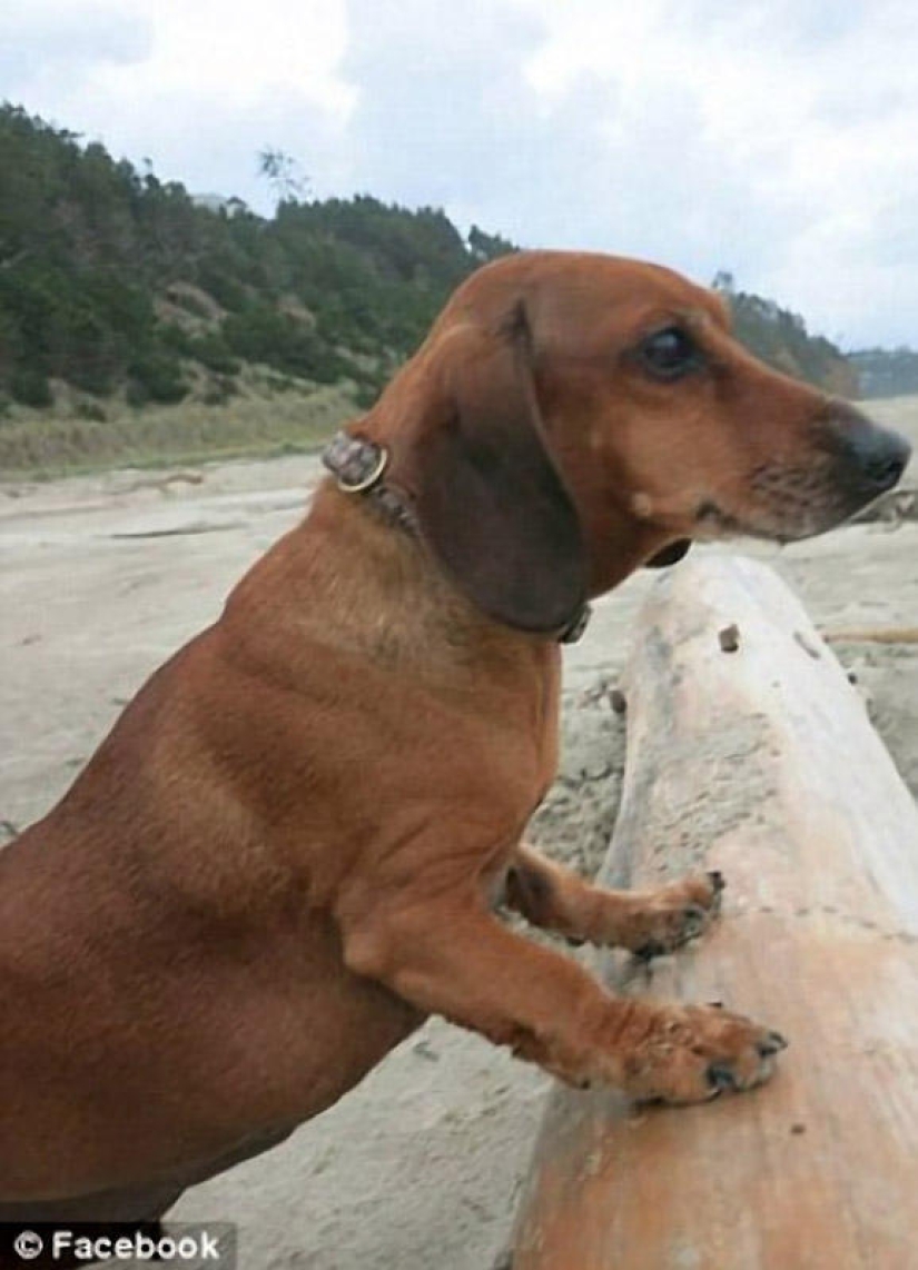 Dachshund who lost 22 kg Dachshund who lost 22 kg