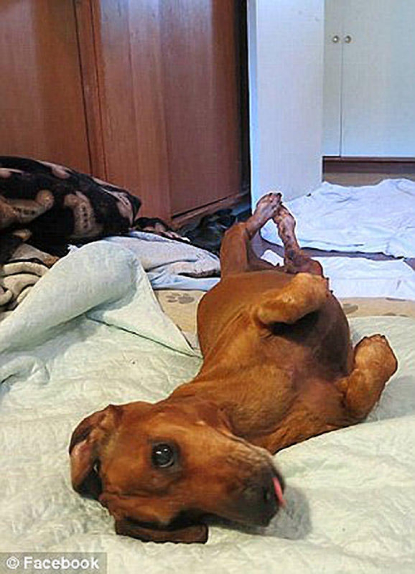 Dachshund who lost 22 kg Dachshund who lost 22 kg