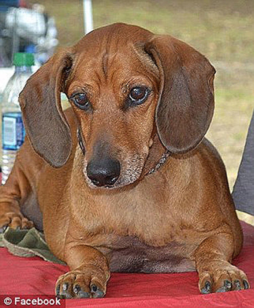 Dachshund who lost 22 kg Dachshund who lost 22 kg