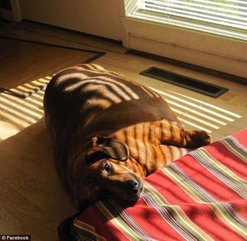 Dachshund who lost 22 kg Dachshund who lost 22 kg