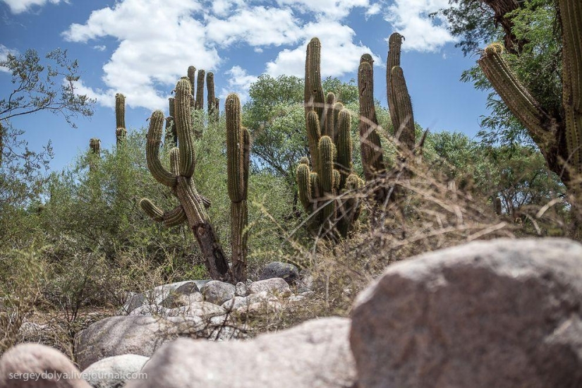 Dakar 2014. Giro equivocado