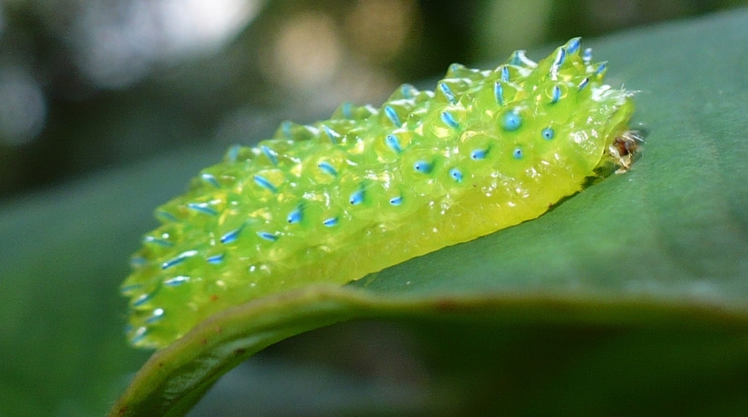 Dalcerid Crystal Caterpillar