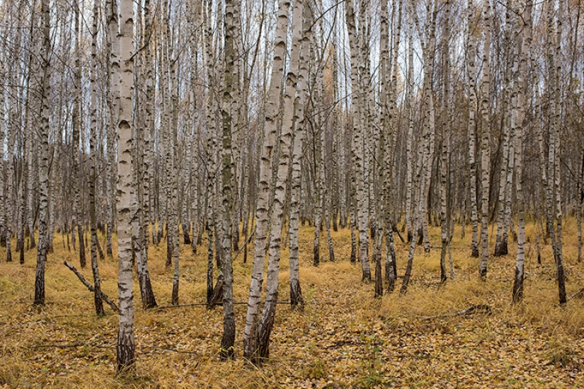 Dancing with Eagles Dancing with Eagles