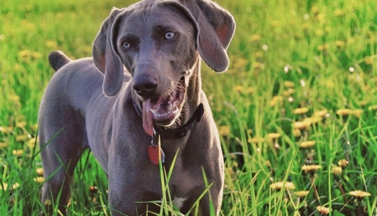 ¿De qué está hablando tu perro?