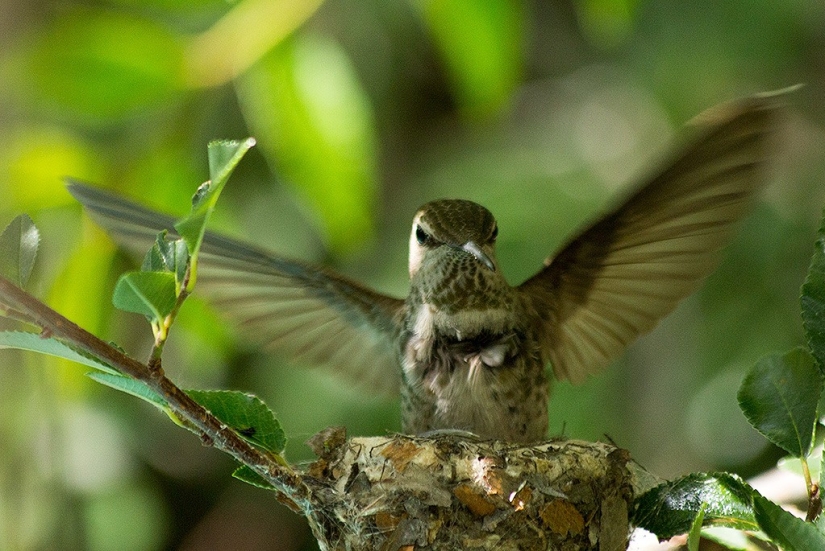 De una sucursal vacía a adolescentes en 6 semanas. Crónica del Nido del Colibrí Calyptus Anna
