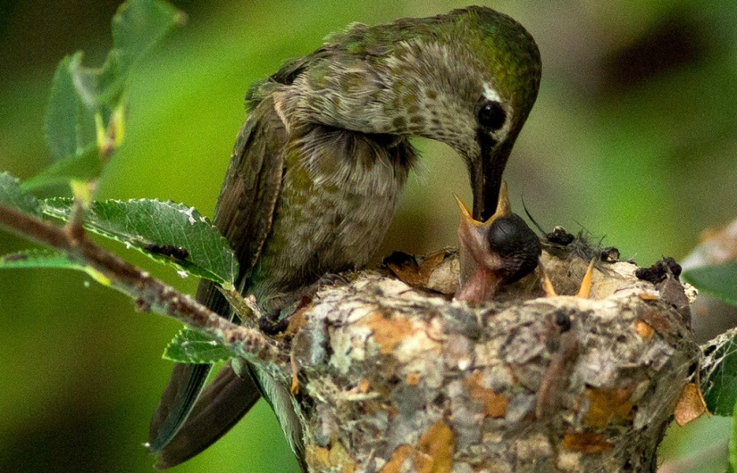 De una sucursal vacía a adolescentes en 6 semanas. Crónica del Nido del Colibrí Calyptus Anna
