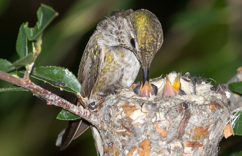 De una sucursal vacía a adolescentes en 6 semanas. Crónica del Nido del Colibrí Calyptus Anna