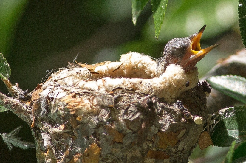 De una sucursal vacía a adolescentes en 6 semanas. Crónica del Nido del Colibrí Calyptus Anna