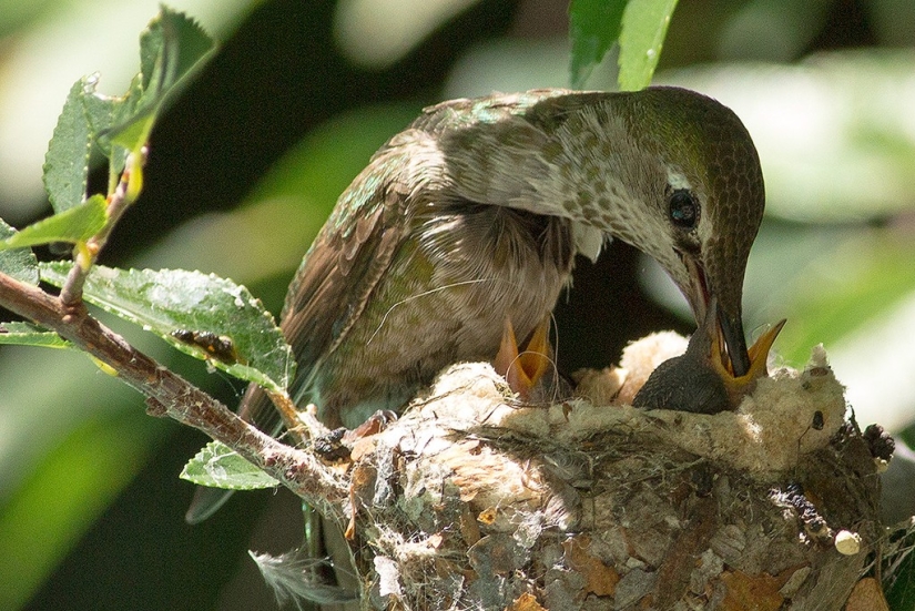 De una sucursal vacía a adolescentes en 6 semanas. Crónica del Nido del Colibrí Calyptus Anna