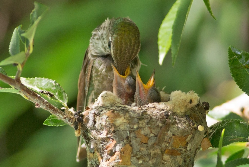 De una sucursal vacía a adolescentes en 6 semanas. Crónica del Nido del Colibrí Calyptus Anna