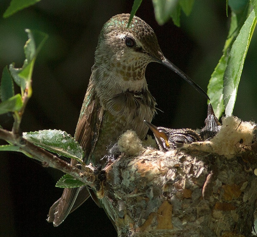 De una sucursal vacía a adolescentes en 6 semanas. Crónica del Nido del Colibrí Calyptus Anna