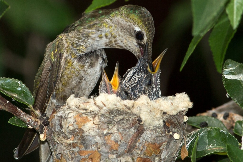 De una sucursal vacía a adolescentes en 6 semanas. Crónica del Nido del Colibrí Calyptus Anna