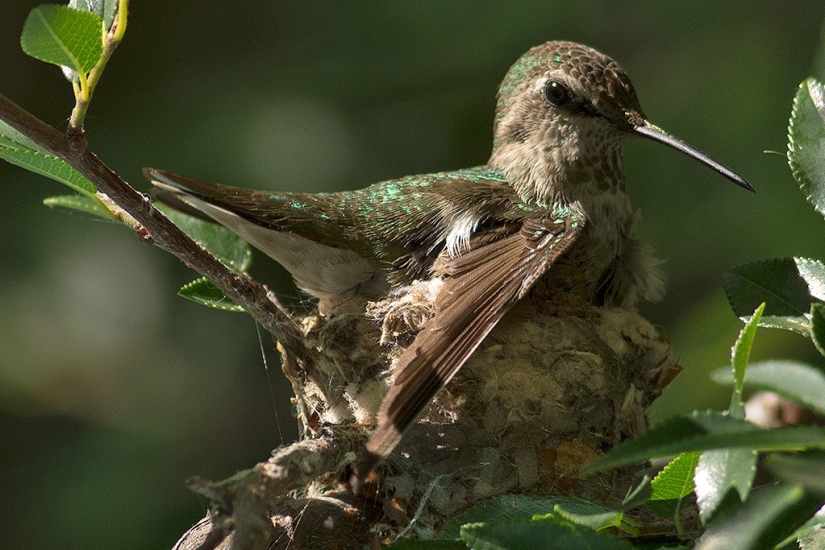 De una sucursal vacía a adolescentes en 6 semanas. Crónica del Nido del Colibrí Calyptus Anna
