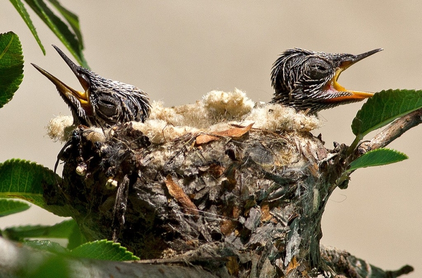 De una sucursal vacía a adolescentes en 6 semanas. Crónica del Nido del Colibrí Calyptus Anna