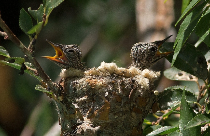 De una sucursal vacía a adolescentes en 6 semanas. Crónica del Nido del Colibrí Calyptus Anna