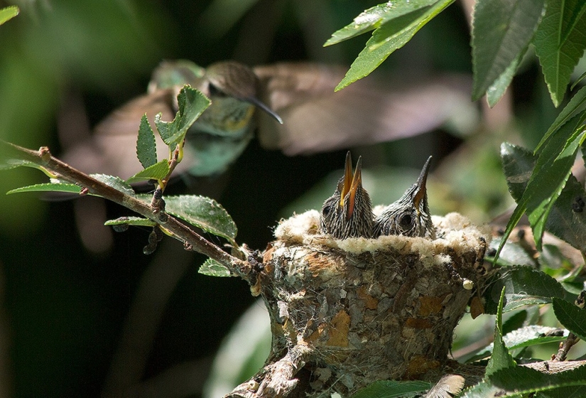 De una sucursal vacía a adolescentes en 6 semanas. Crónica del Nido del Colibrí Calyptus Anna