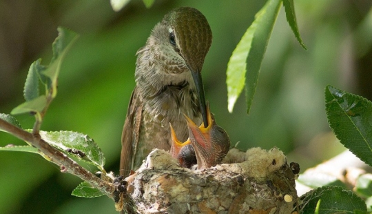 De una sucursal vacía a adolescentes en 6 semanas. Crónica del Nido del Colibrí Calyptus Anna