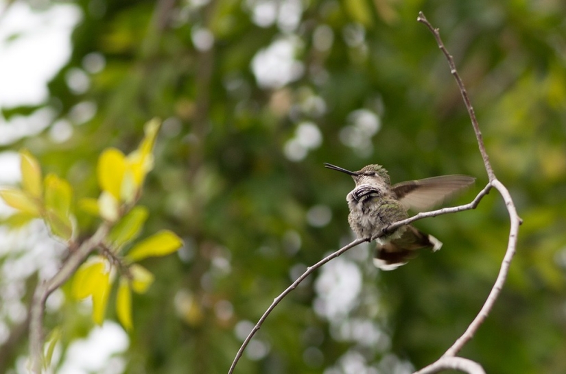 De una sucursal vacía a adolescentes en 6 semanas. Crónica del Nido del Colibrí Calyptus Anna
