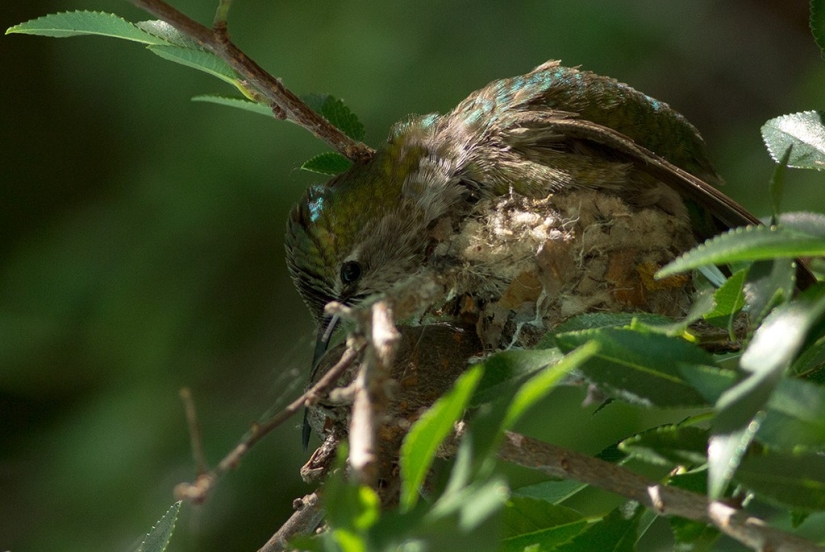 De una sucursal vacía a adolescentes en 6 semanas. Crónica del Nido del Colibrí Calyptus Anna