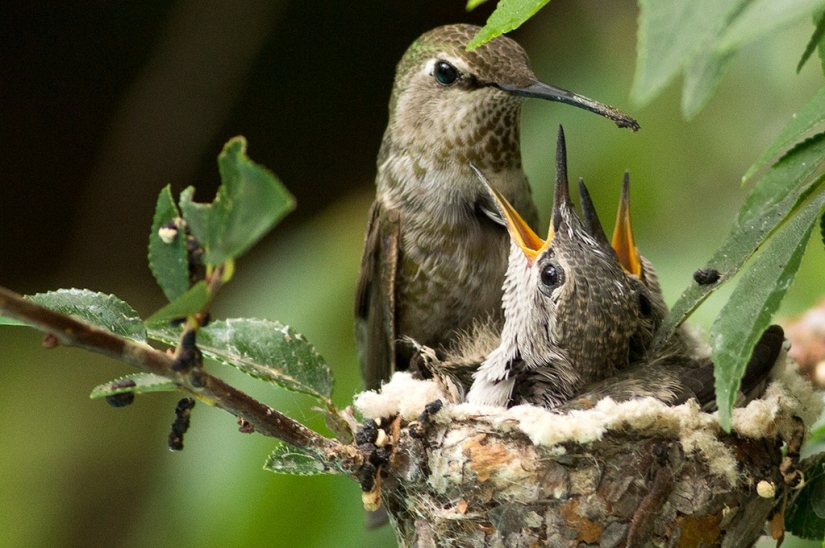 De una sucursal vacía a adolescentes en 6 semanas. Crónica del Nido del Colibrí Calyptus Anna